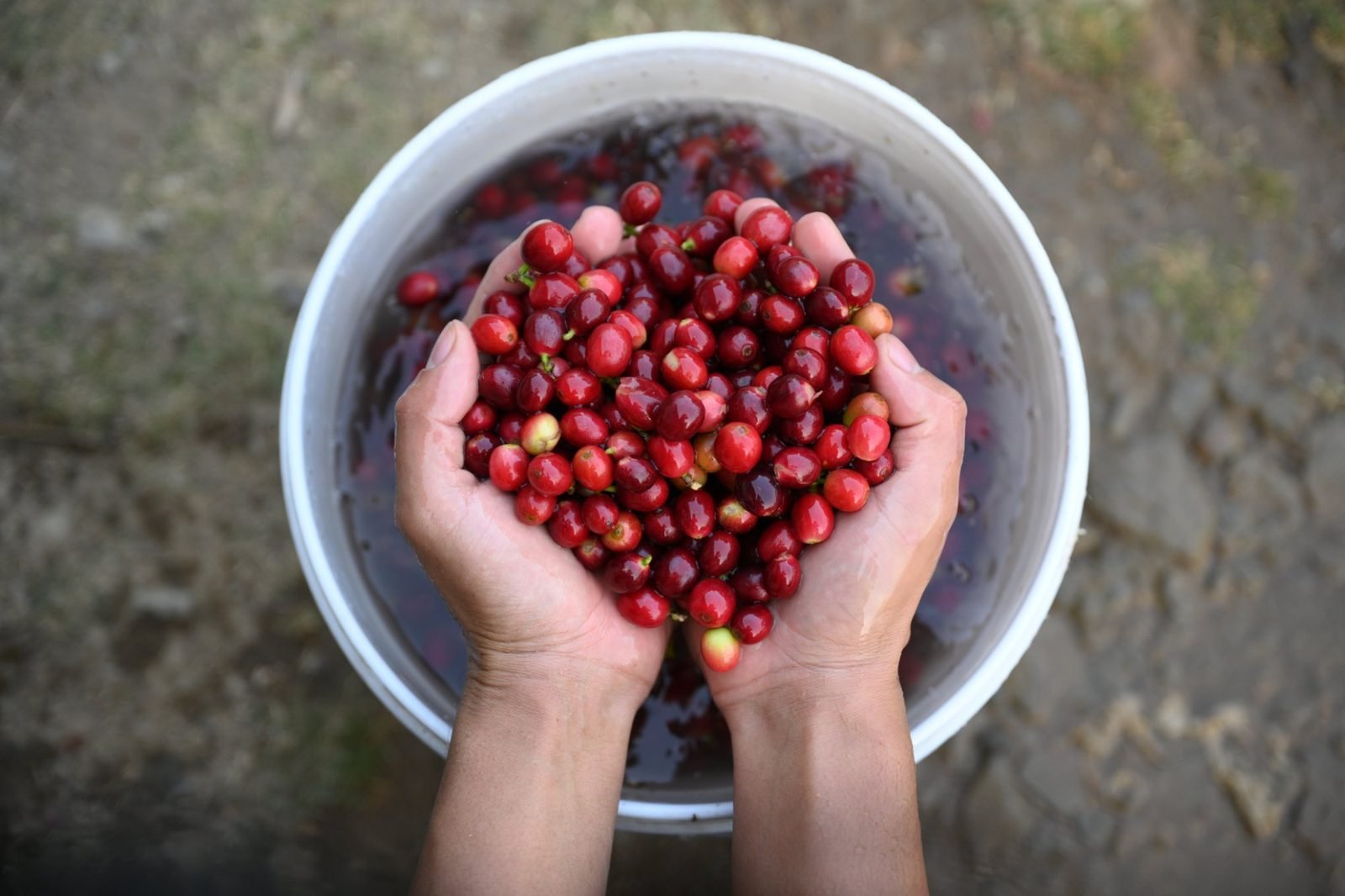 Cupped hands holding washed coffee cherries over a bucket
