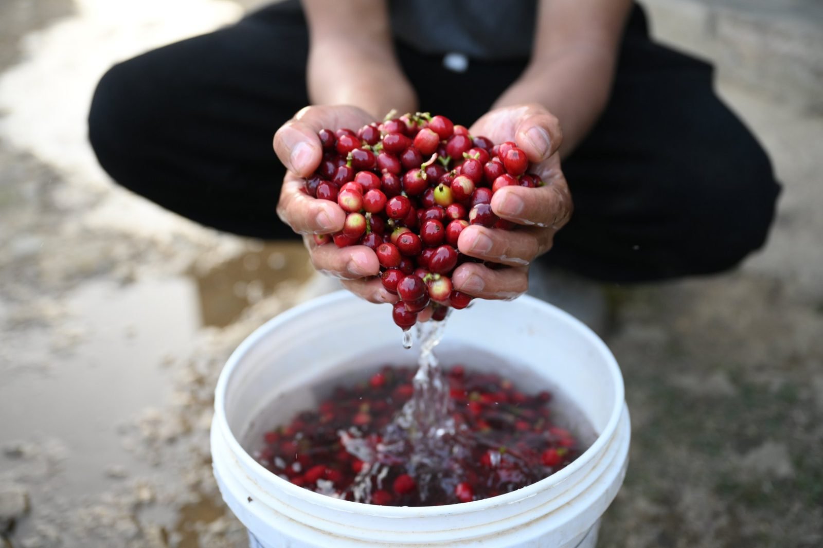 Hands lifting freshly washed coffee cherries from a bucket of water