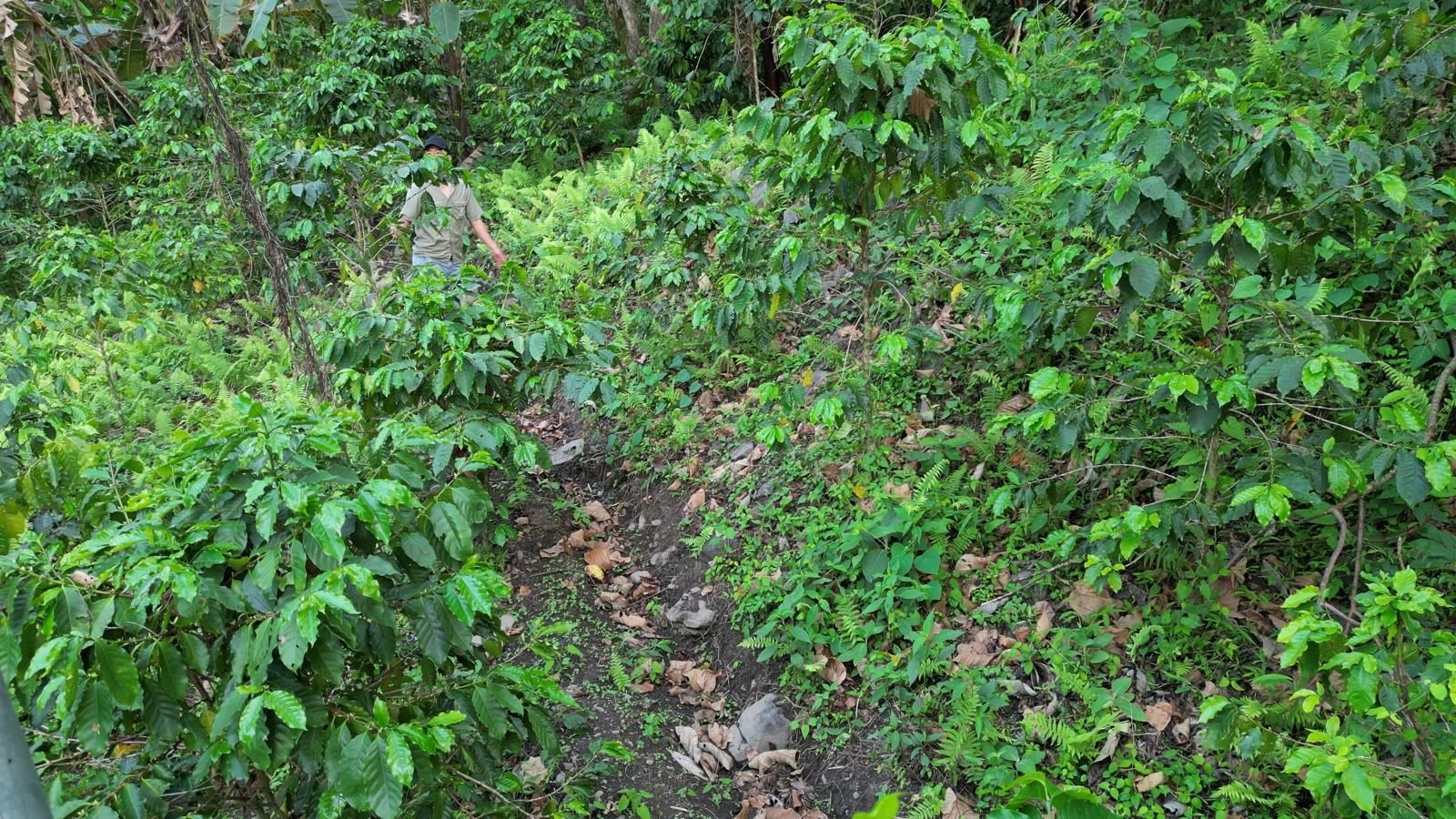 A farmer walking through a young shade-grown coffee plot, seen from above