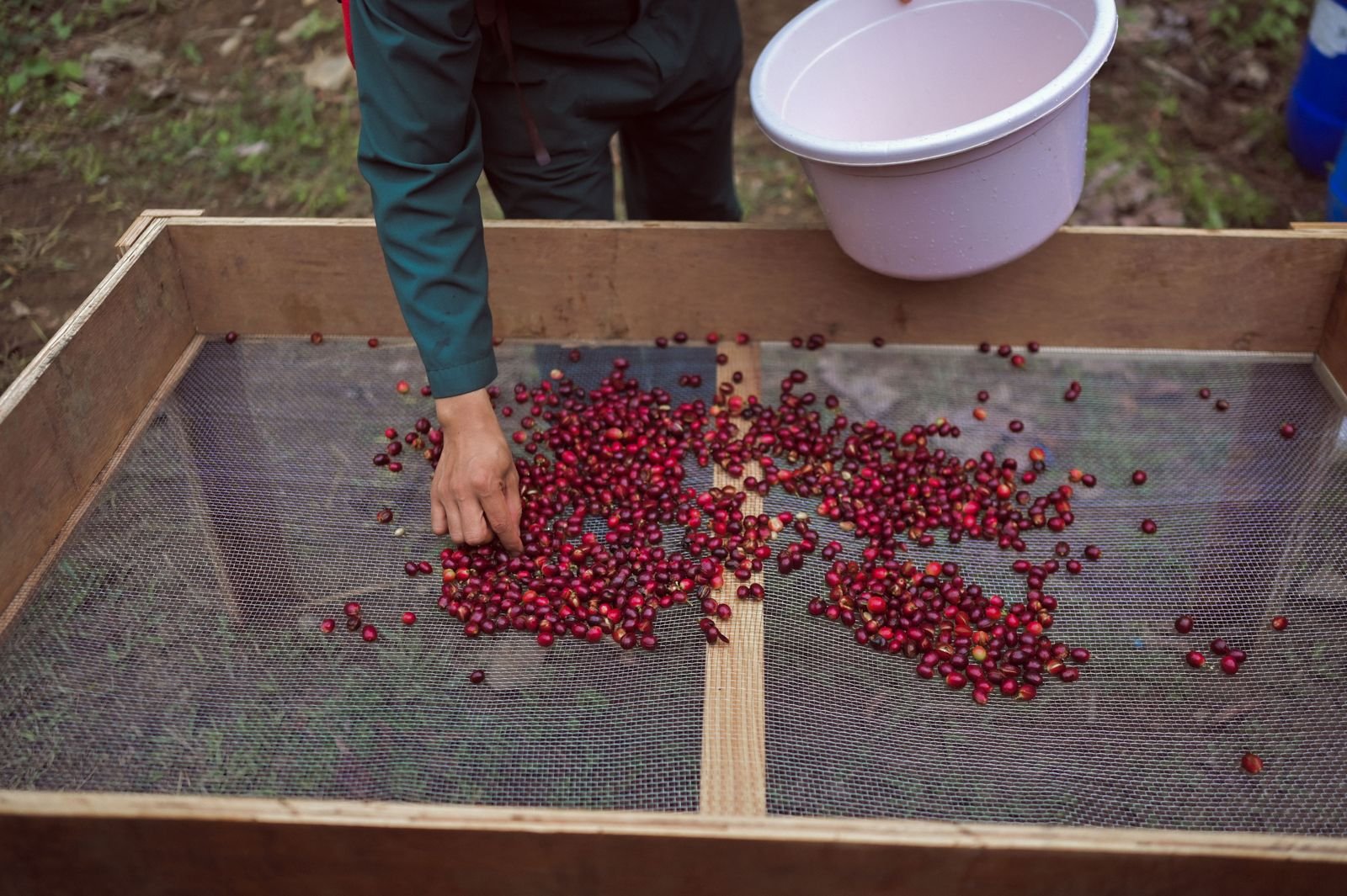 Sorting cherry on a mesh tray