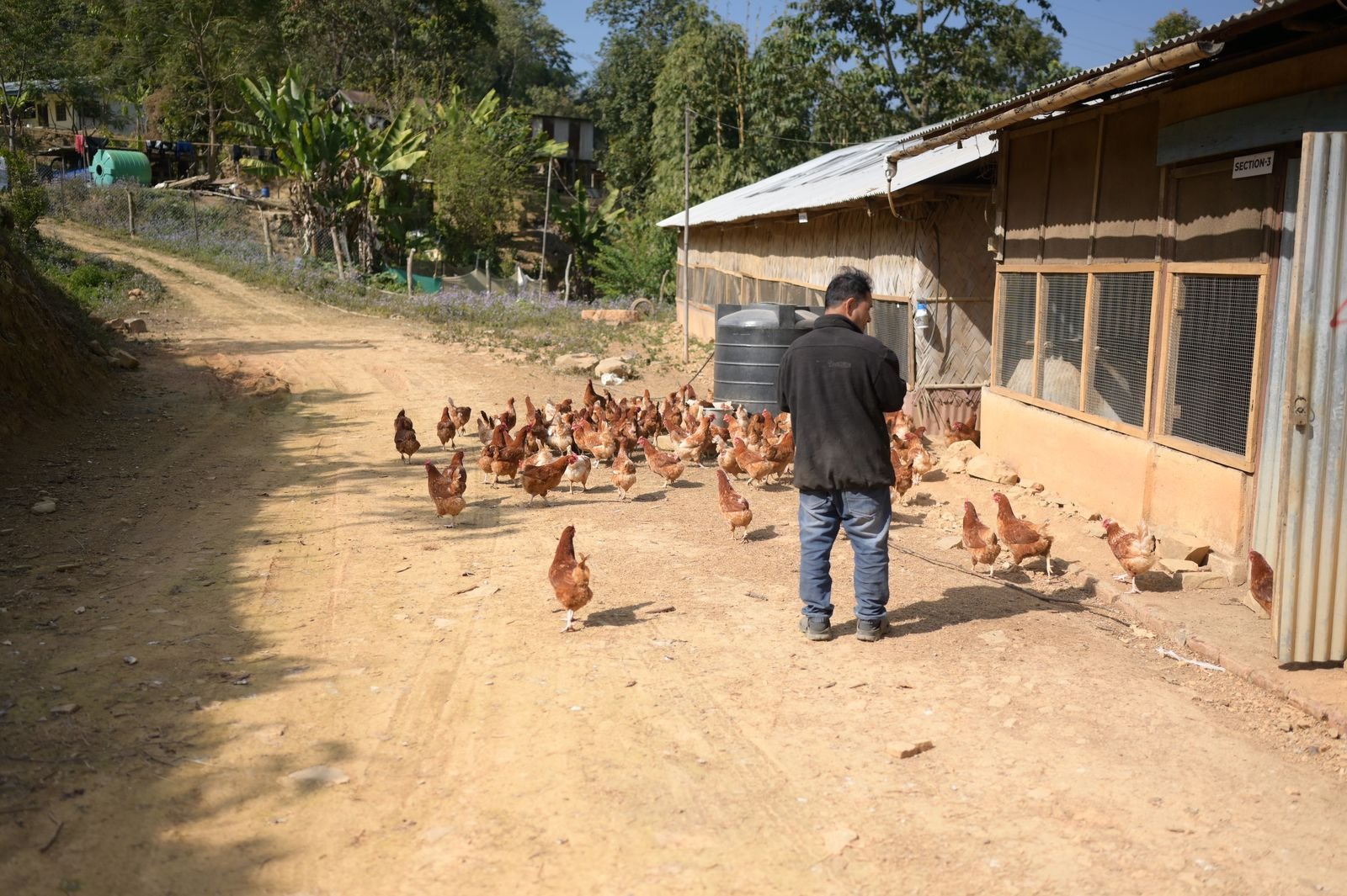 Free-ranging hens outside the poultry shed
