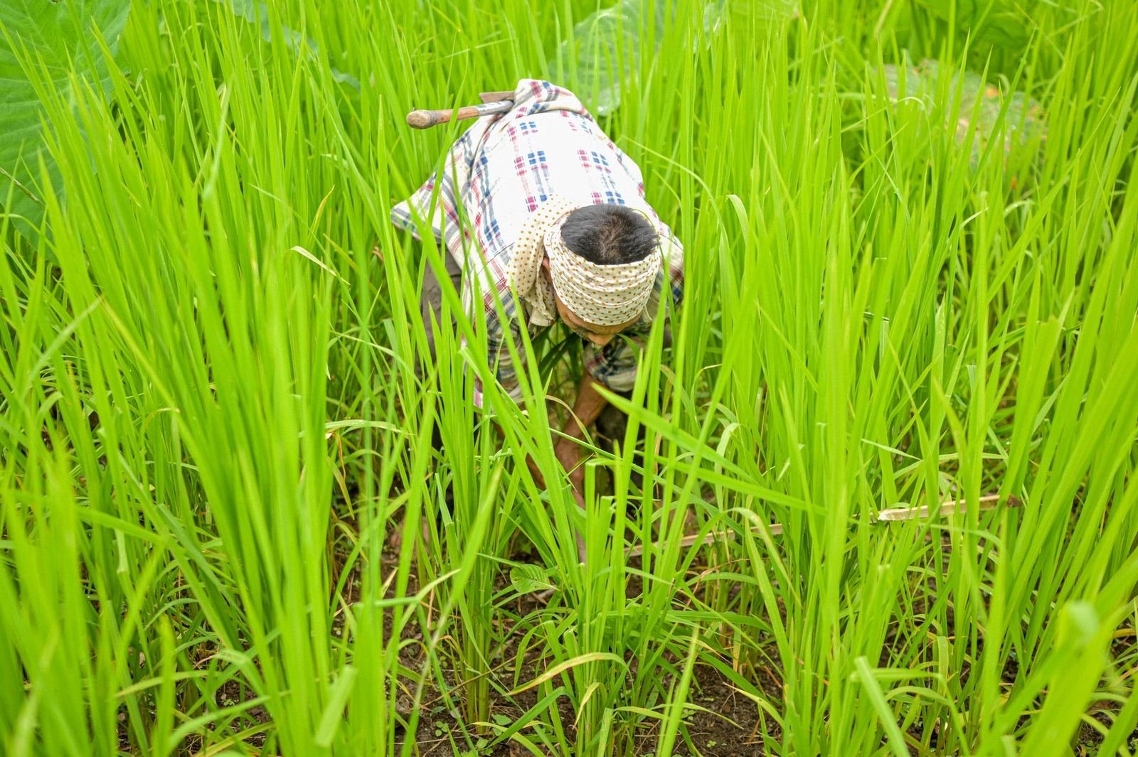 A staked seedling growing among tall grass