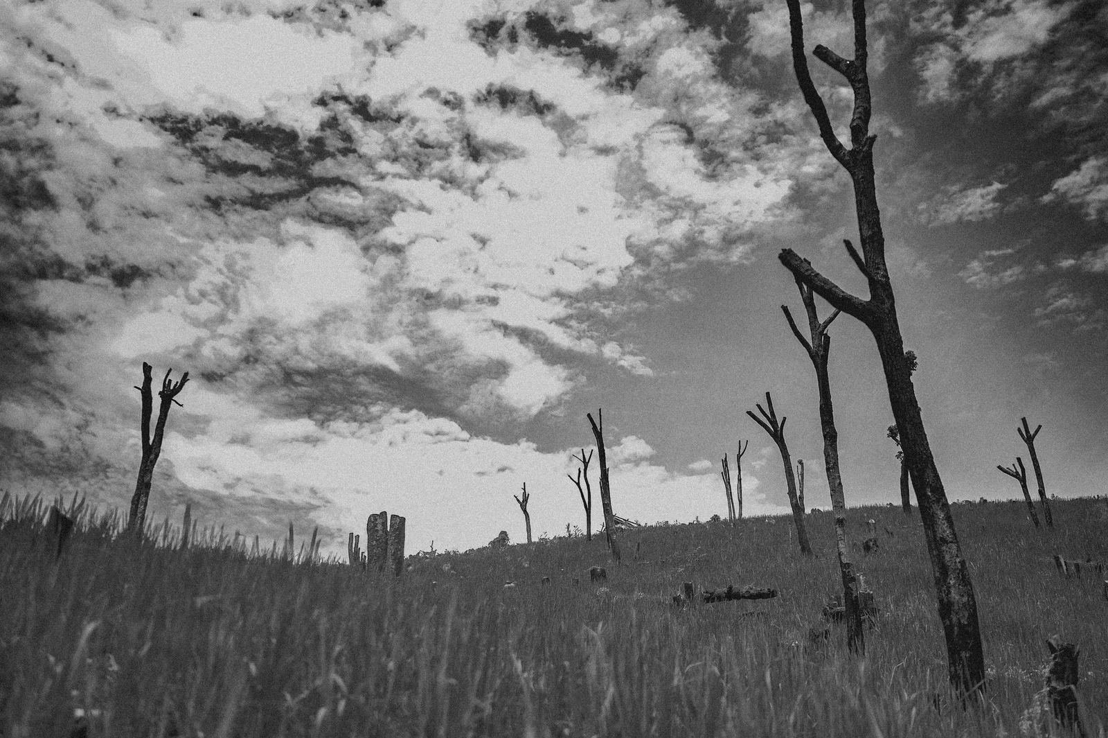 Dead standing trees on cleared land