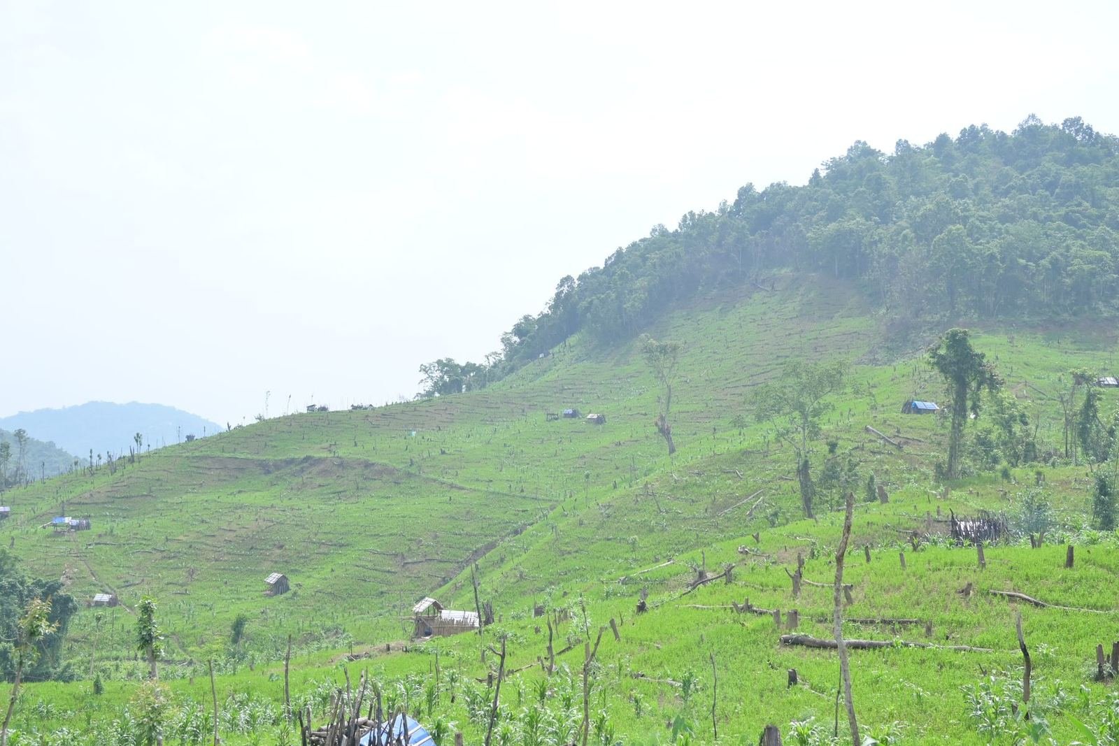 Cleared jhum slopes with charred stumps