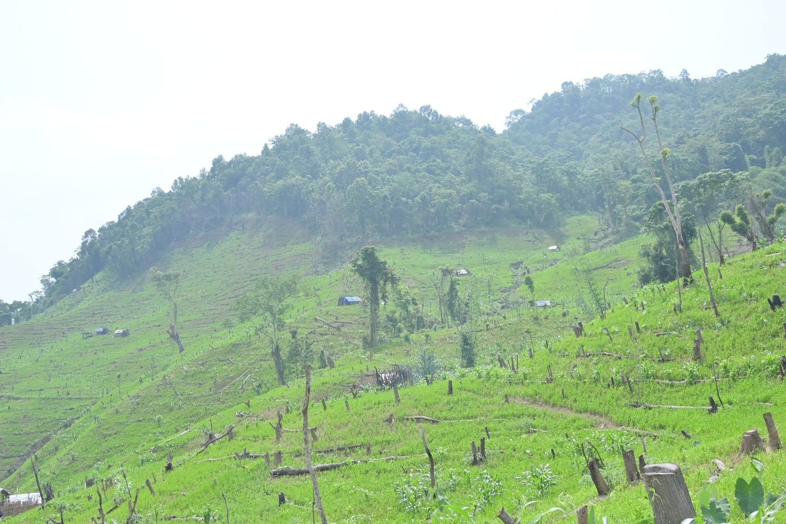 A cleared slope with charred stumps before planting