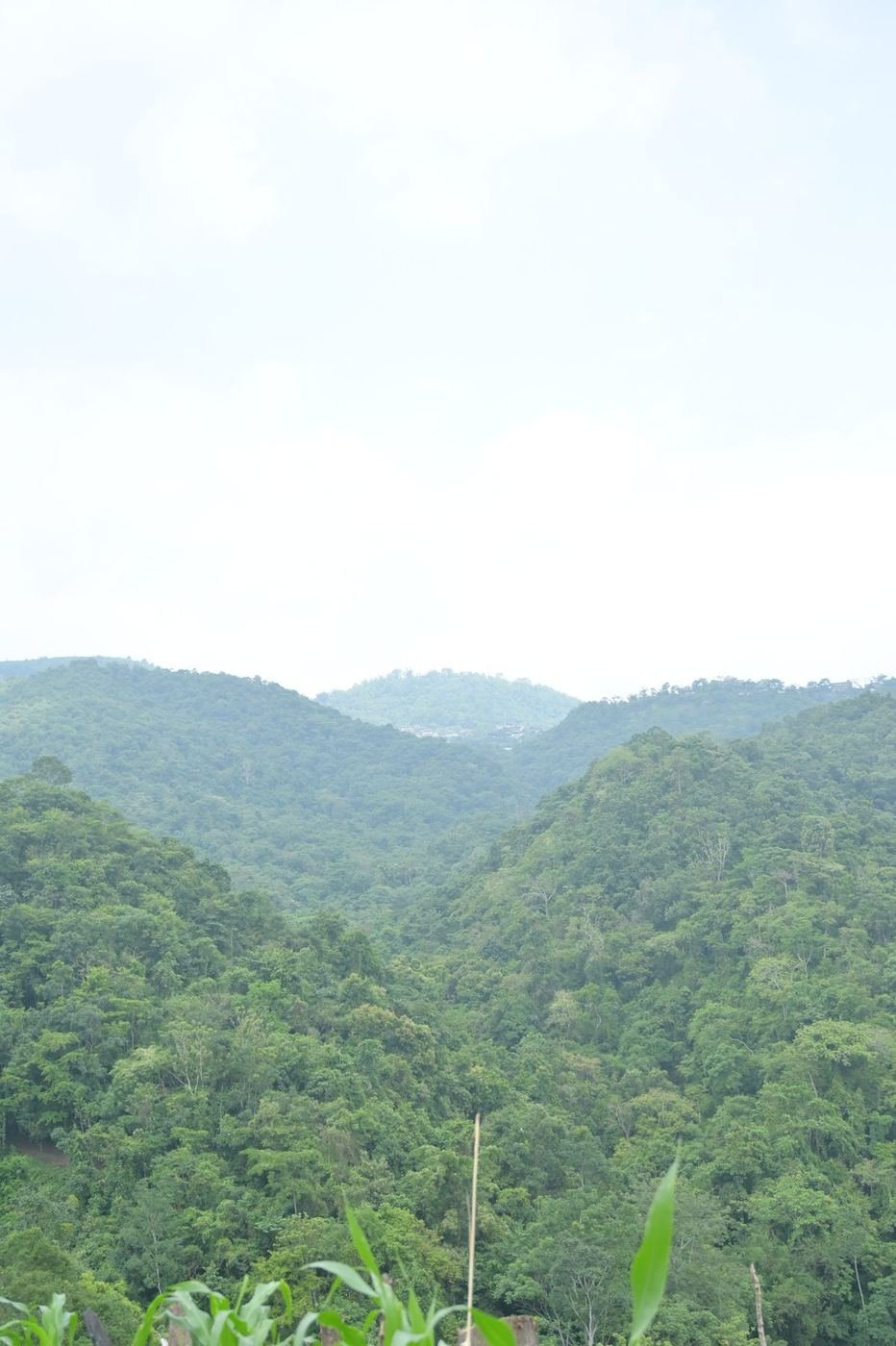 Mature forest on the hills of Nagaland