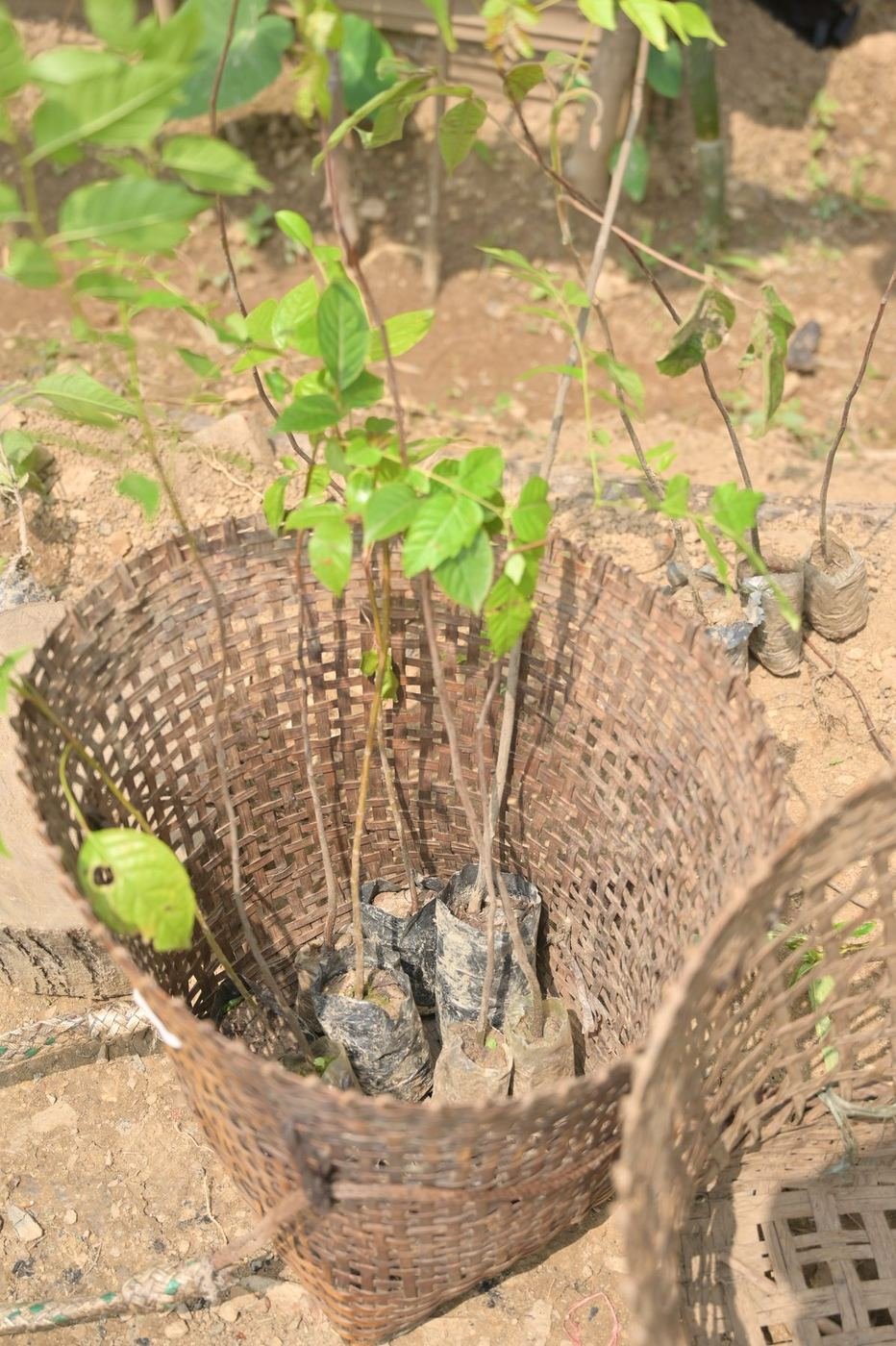 A basket of native seedlings ready for planting