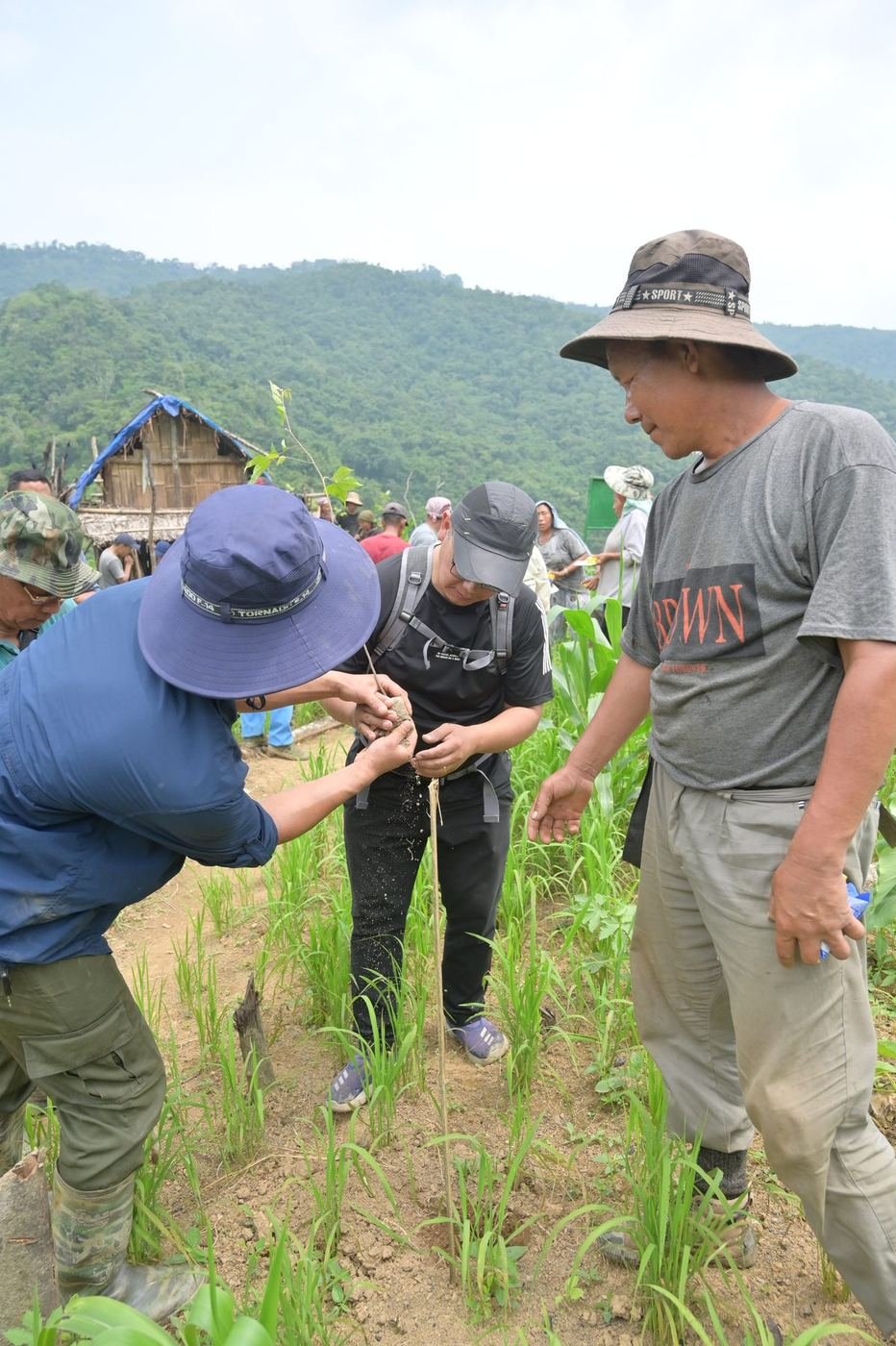 Handing a seedling to a planter
