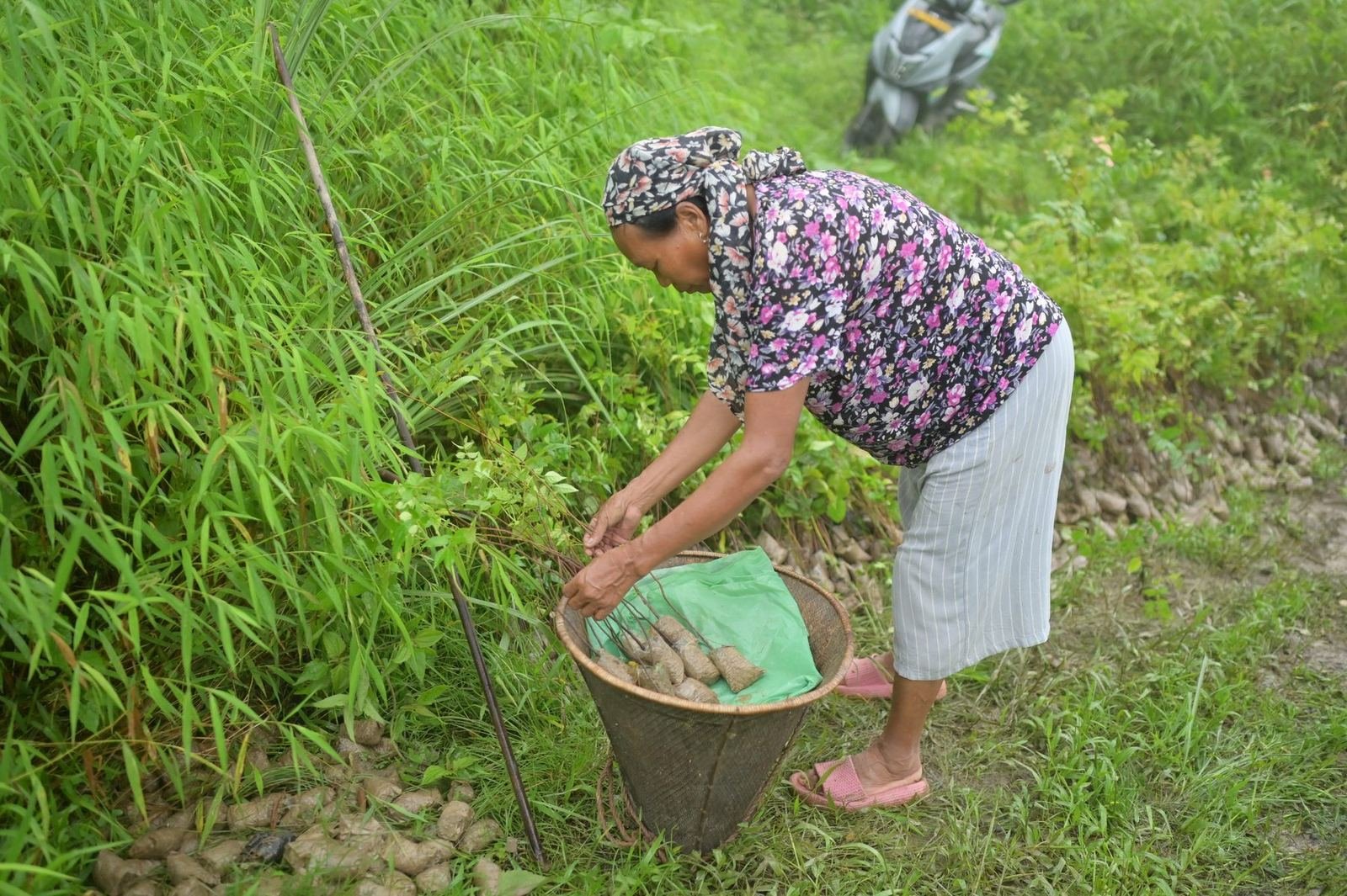 Carrying a basket of seedlings