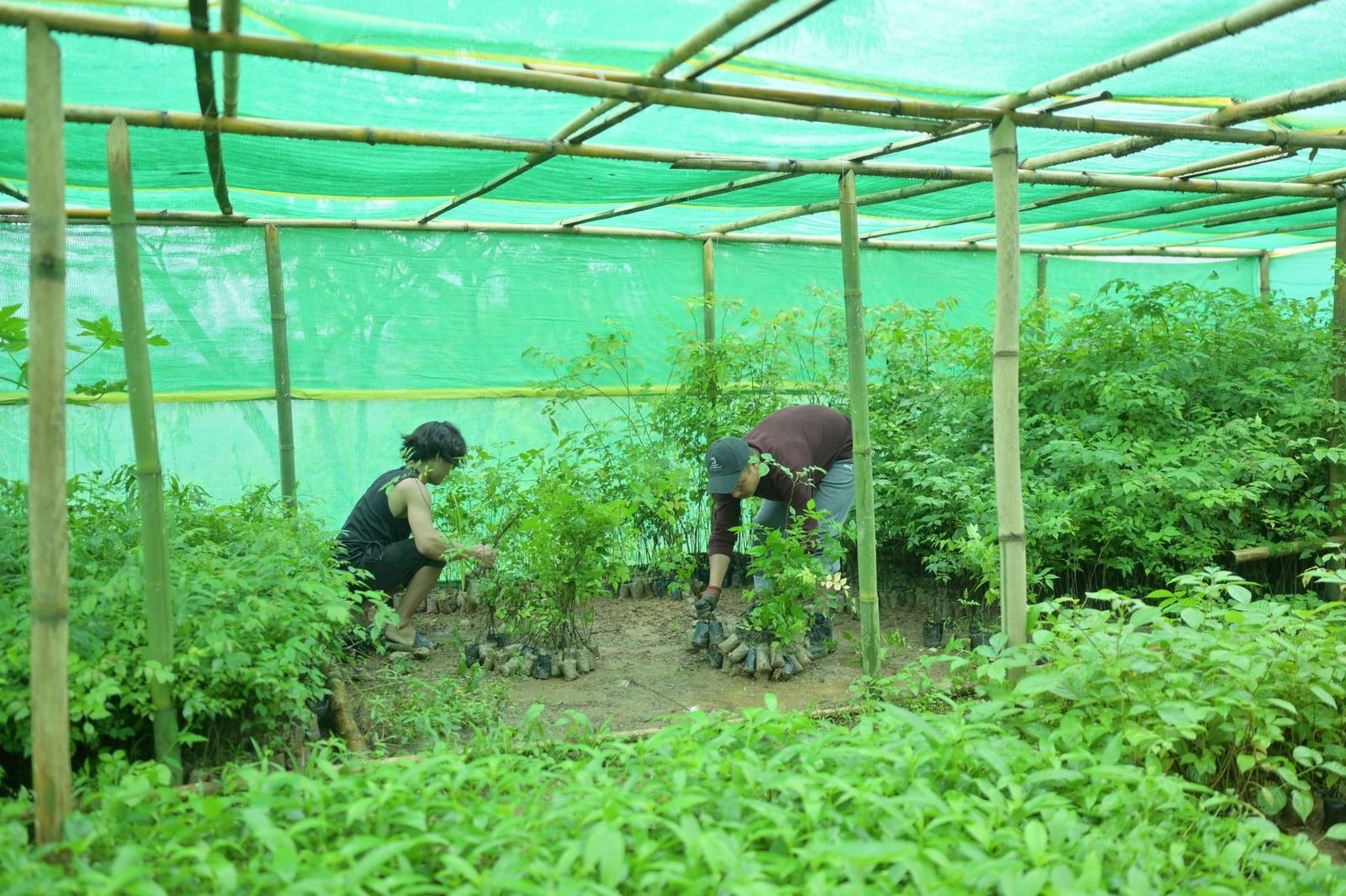 Seedlings under a shade net in the community nursery