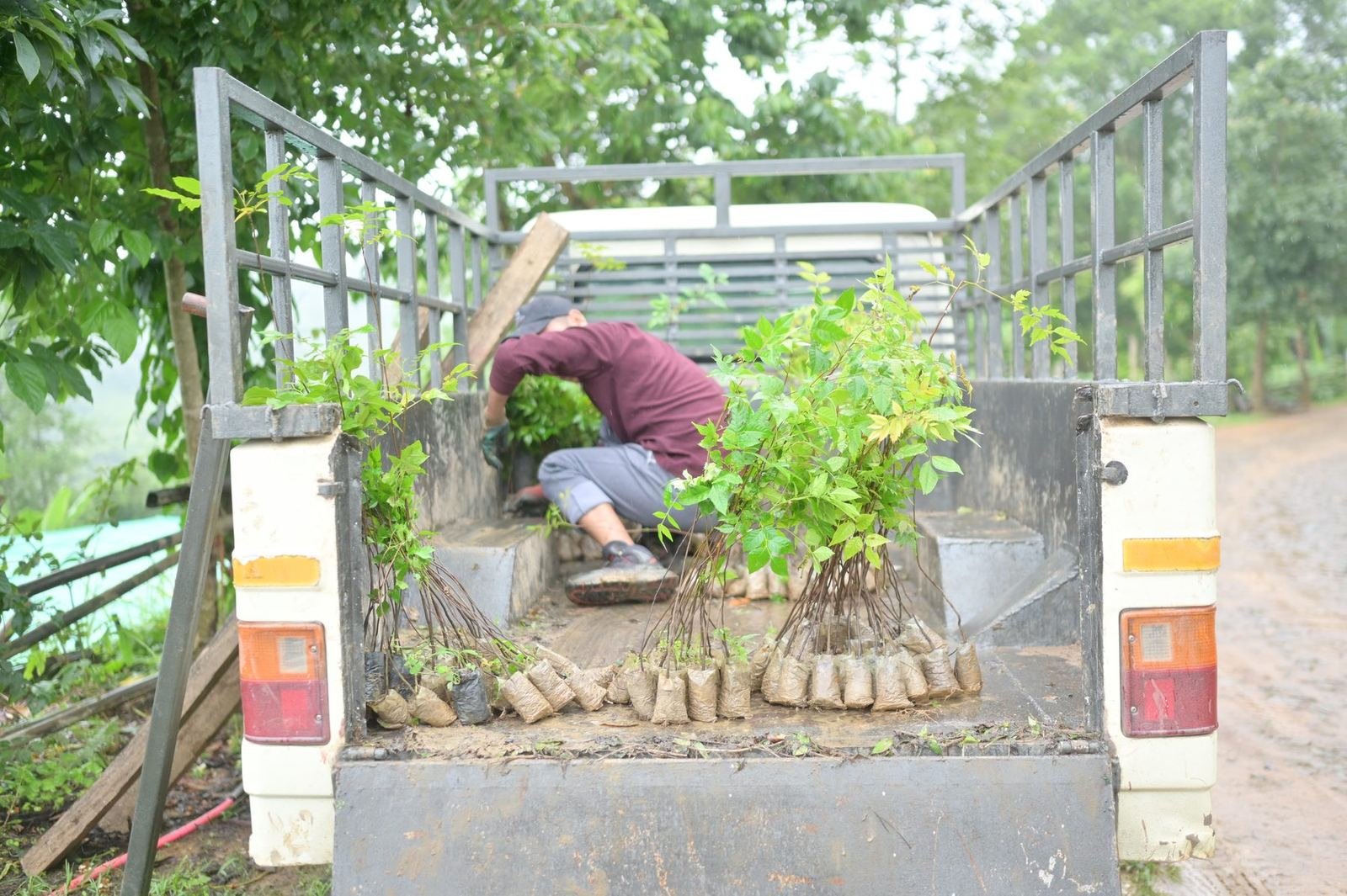 Loading seedlings onto a truck