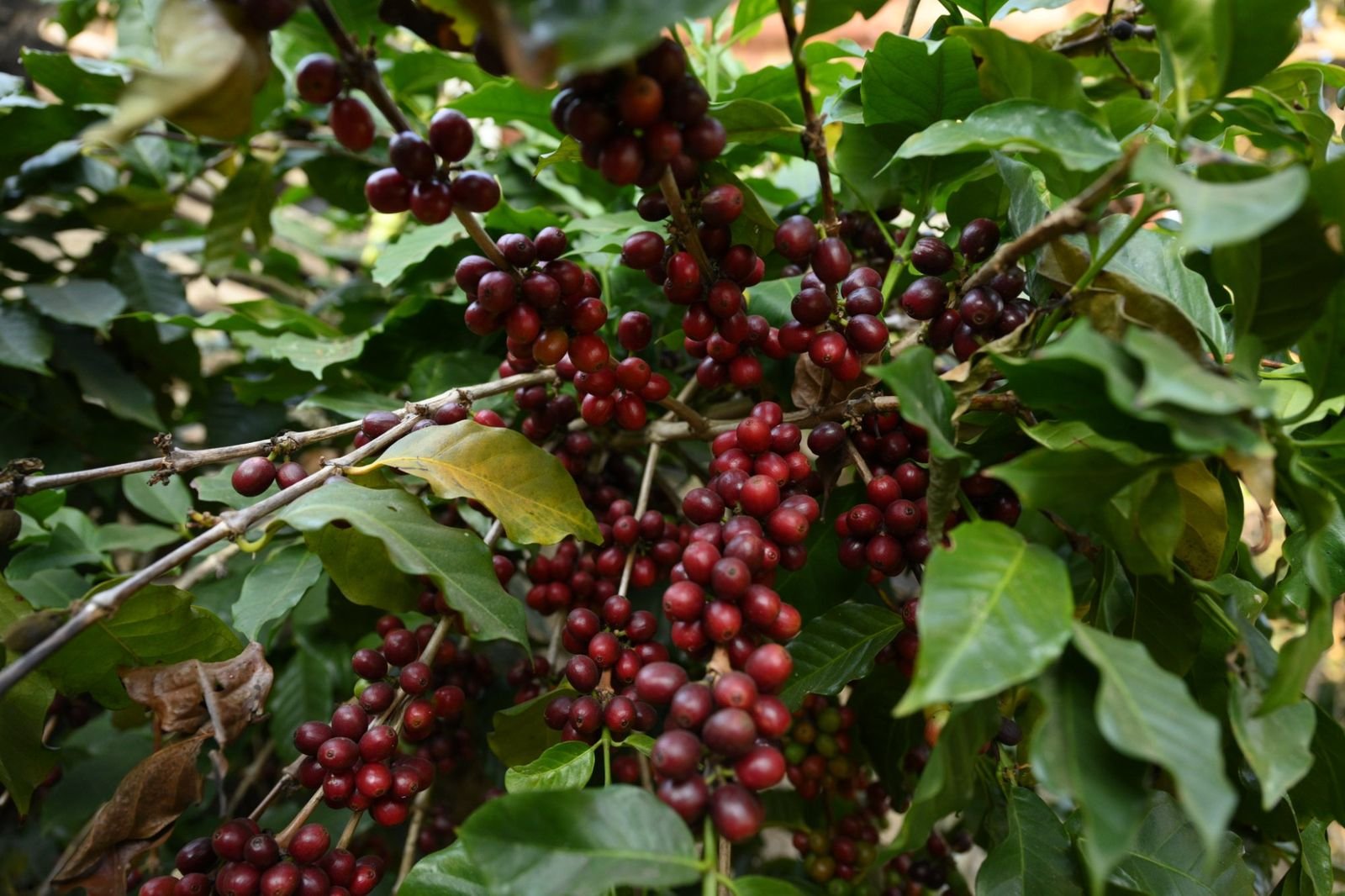 Ripe red coffee cherries on a branch