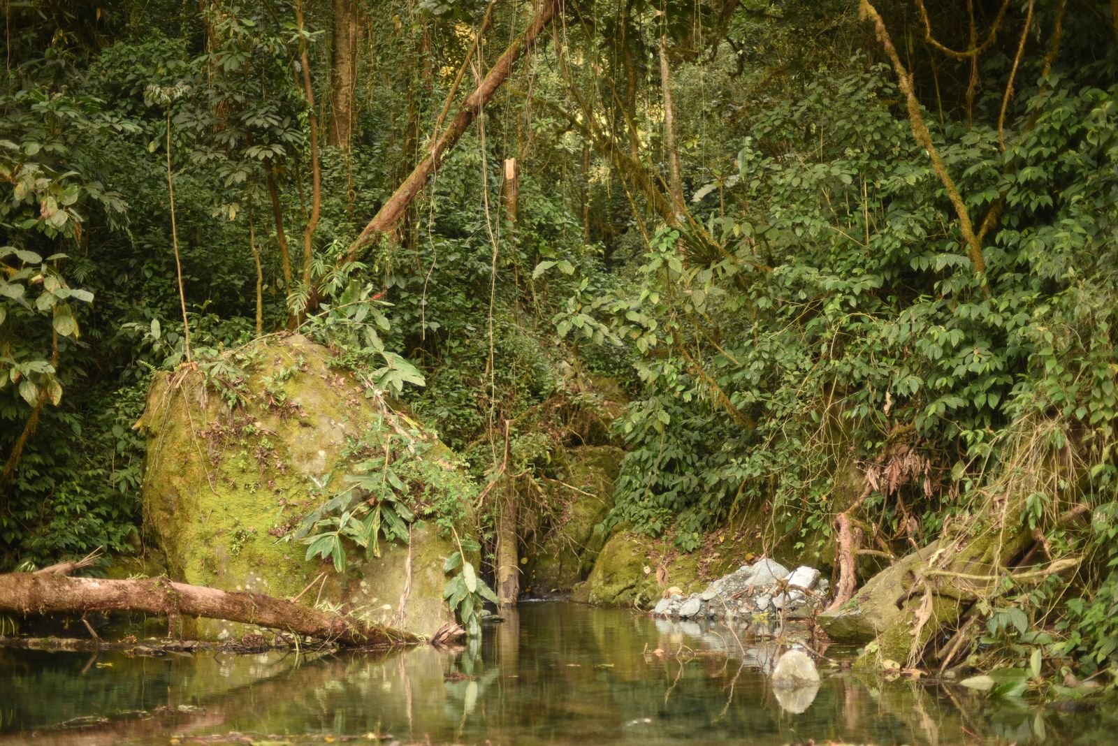 A clear forest stream running between mossy boulders under dense canopy