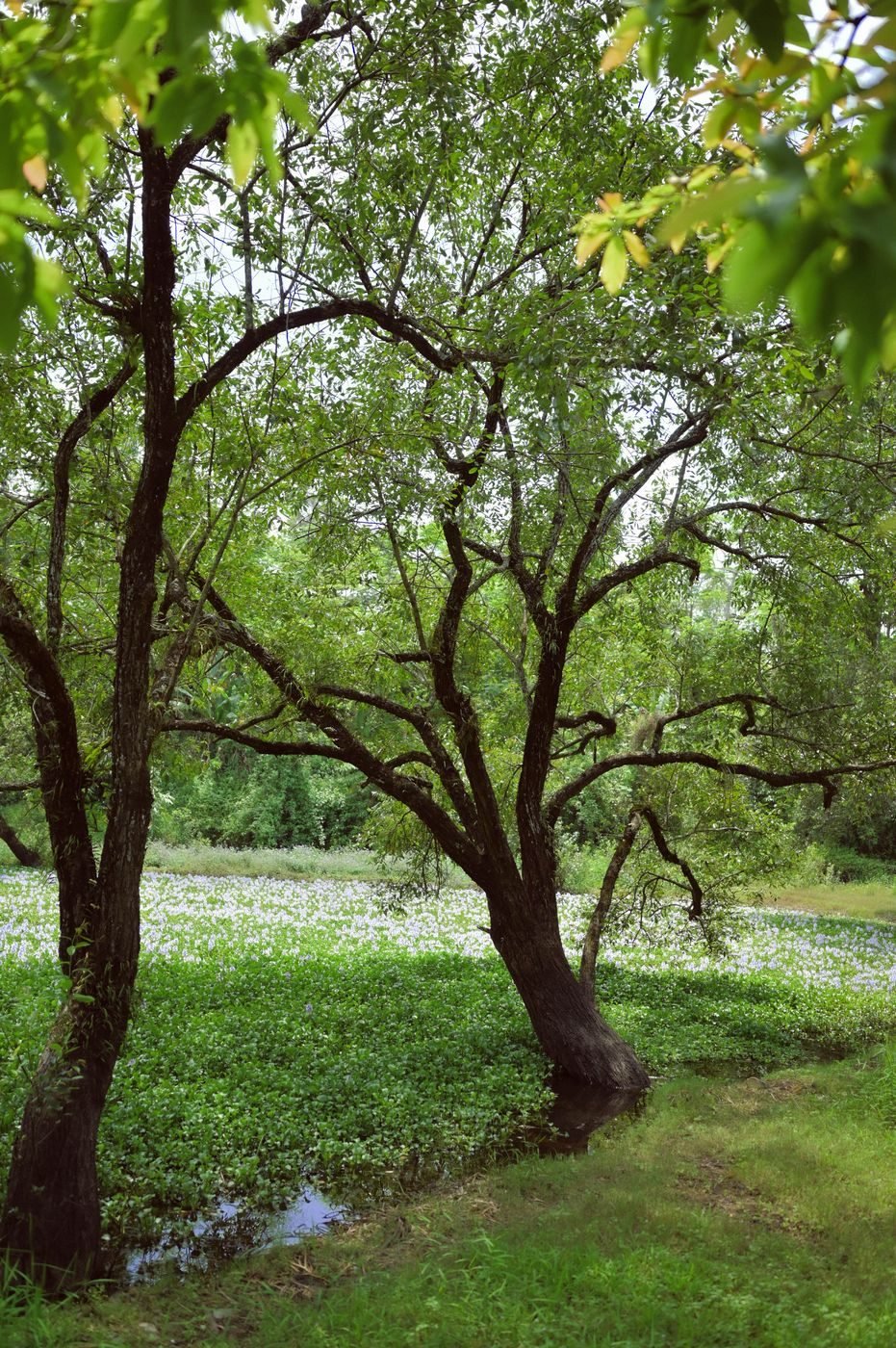 Trees standing in the Sendenyu wetland