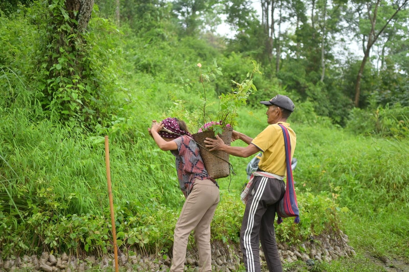 Women carrying baskets of seedlings up a grassy slope