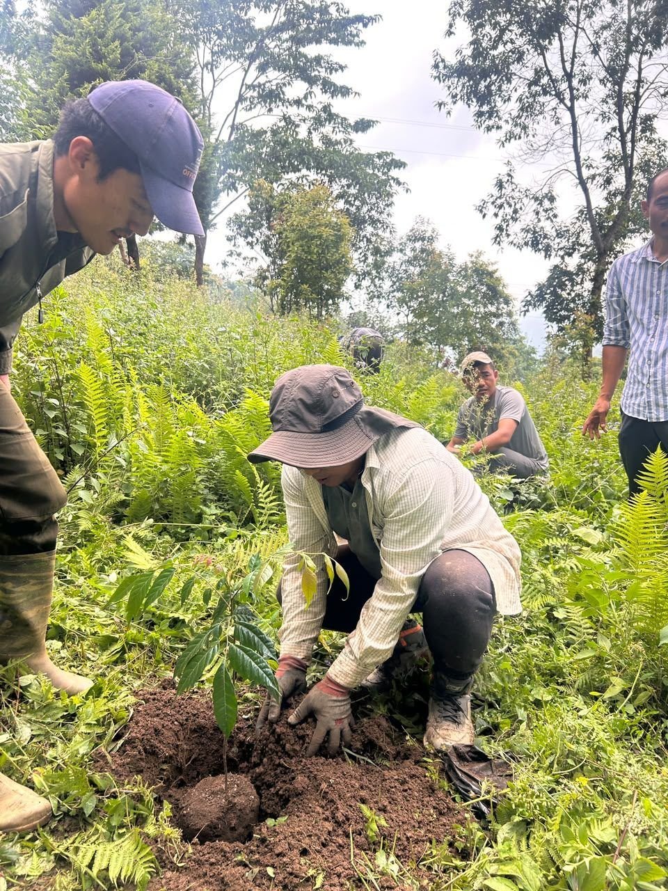 A group planting a seedling together on a slope