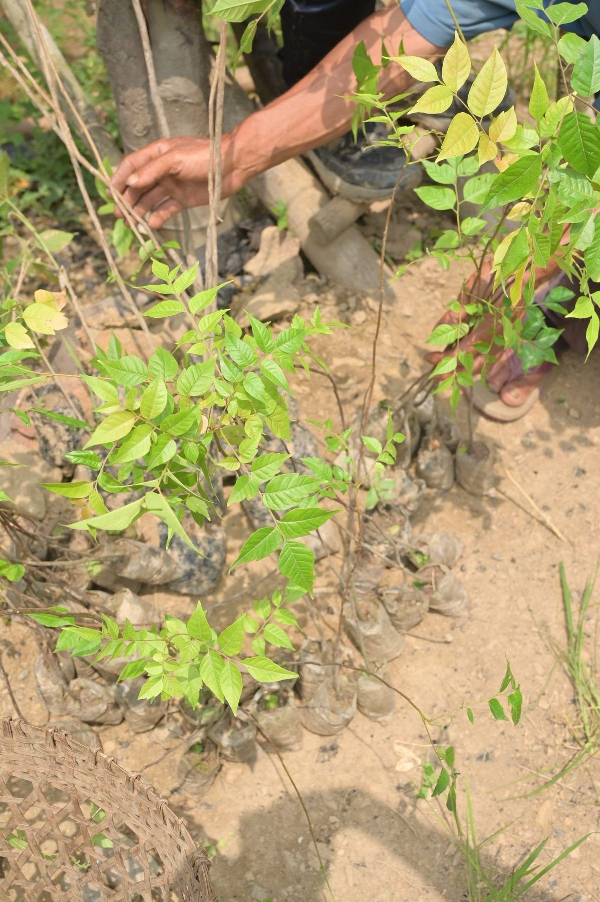 Seedlings in bags in a basket on the soil