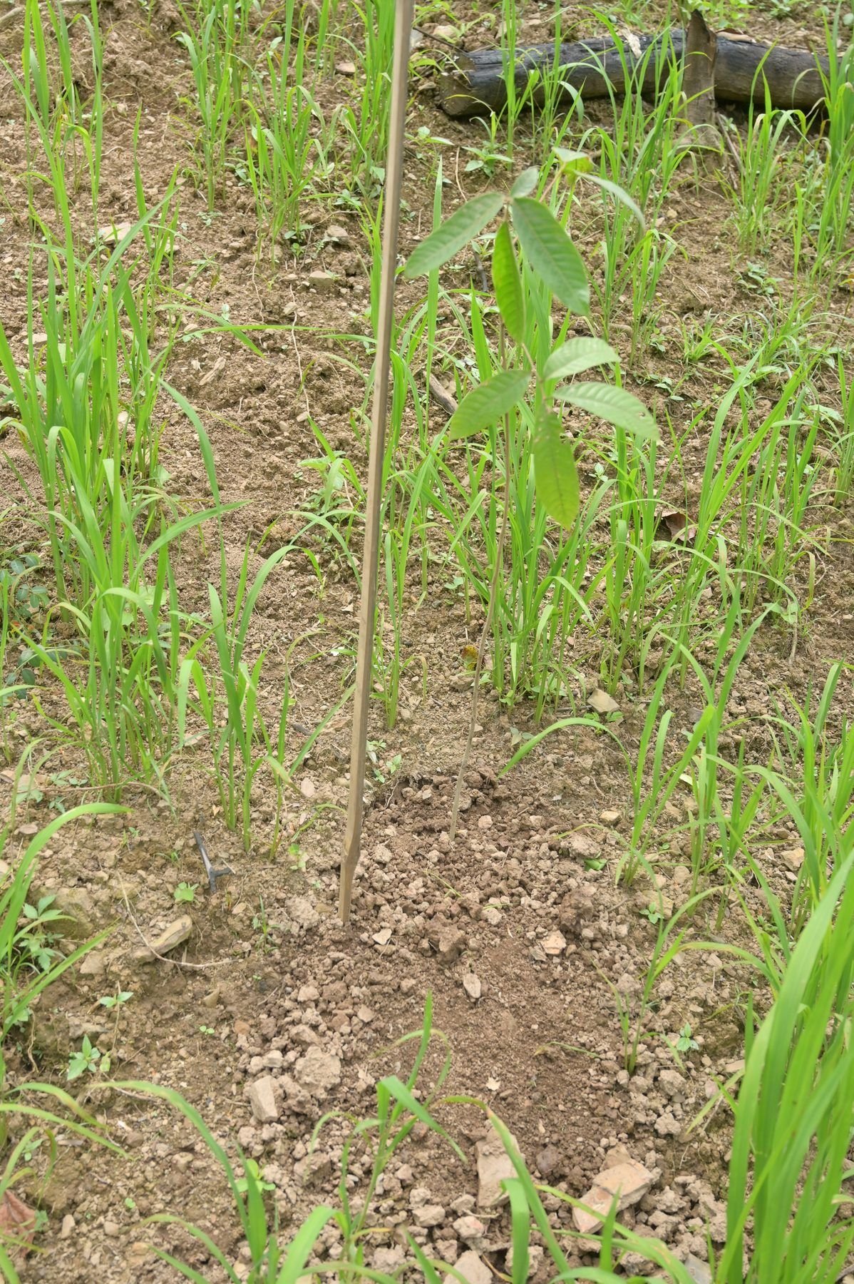 A staked seedling in a planted row on the slope