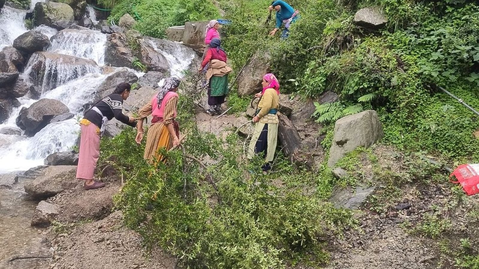 Women collecting native seed from cut branches beside a forest stream