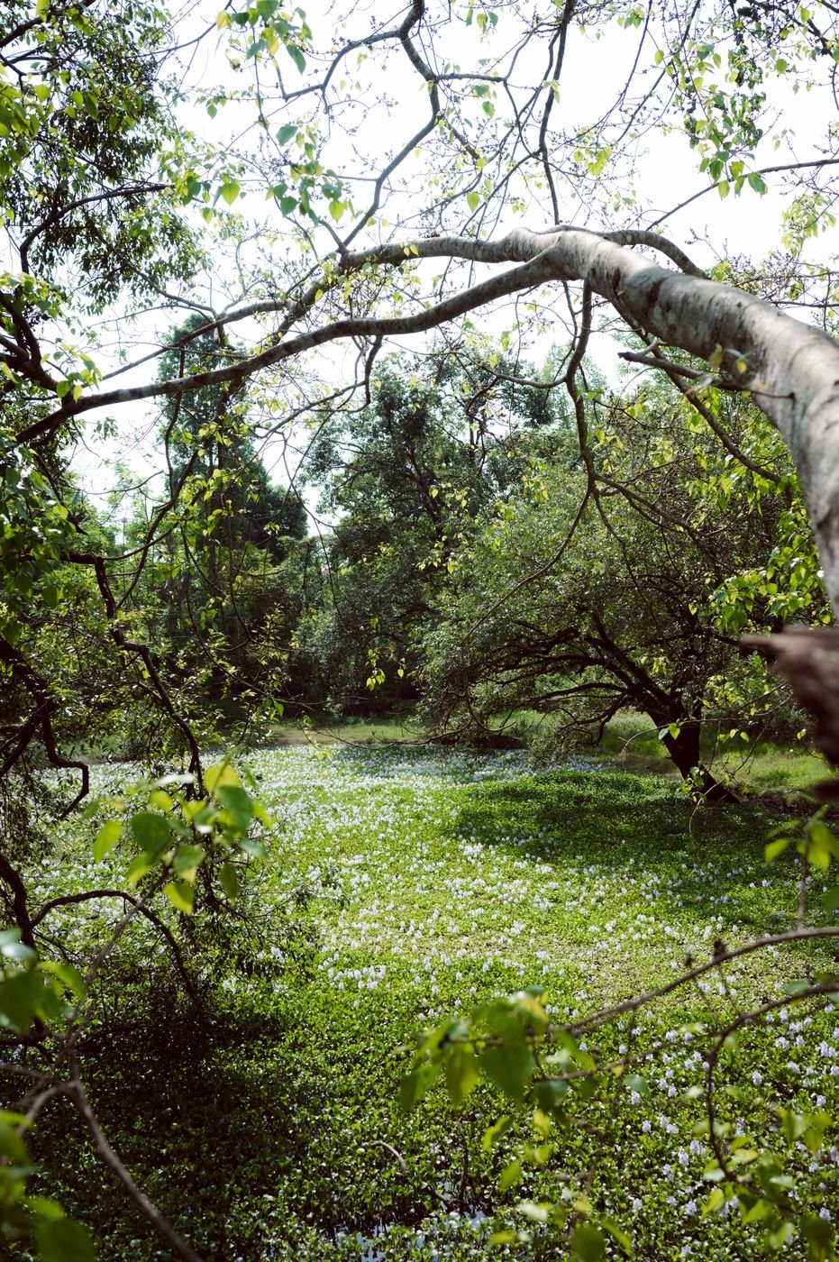 A pale branch arching over the flowering wetland