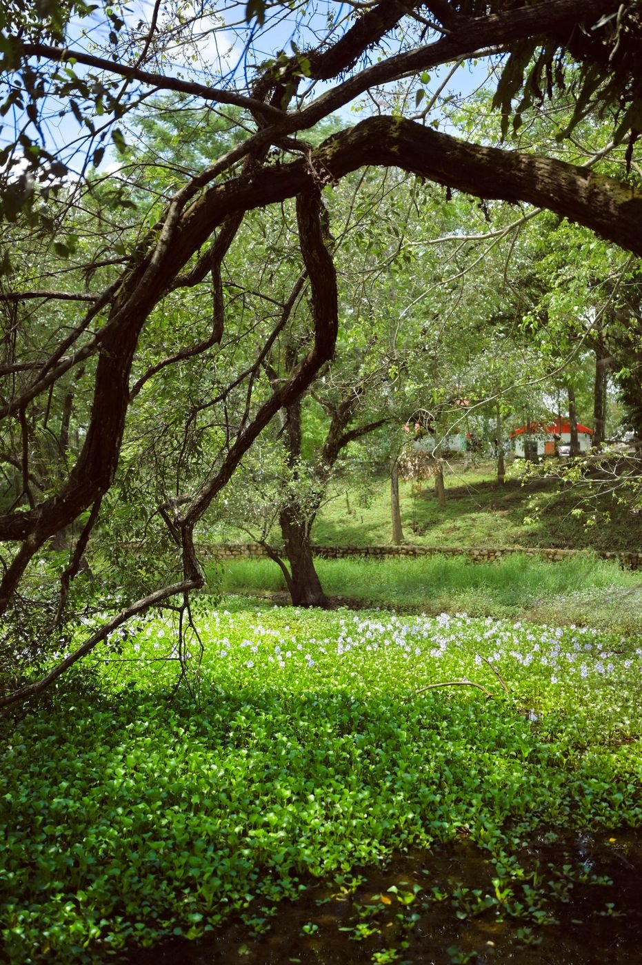 The wetland with the red roof of the centre beyond the trees