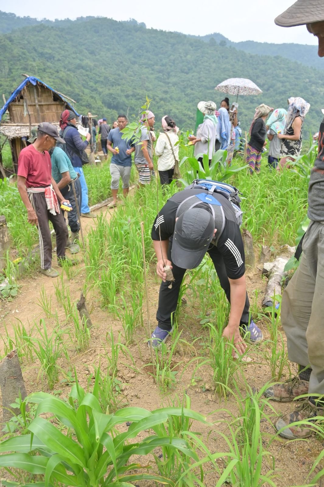 A group walking a planted field on a hillside