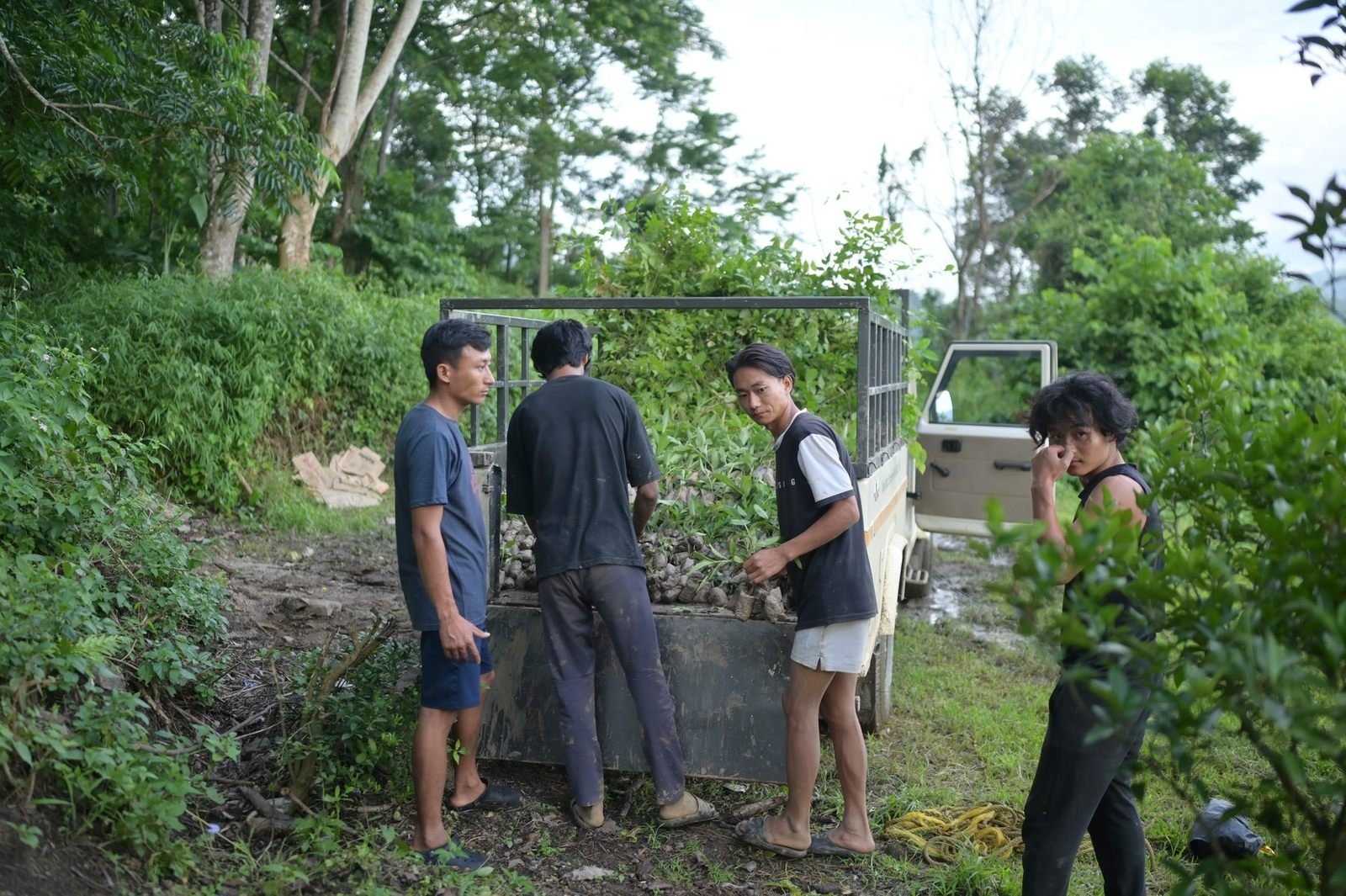 Young men loading seedlings onto a truck at the nursery